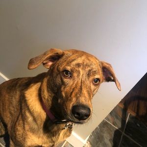 Meet your Posher, Renee